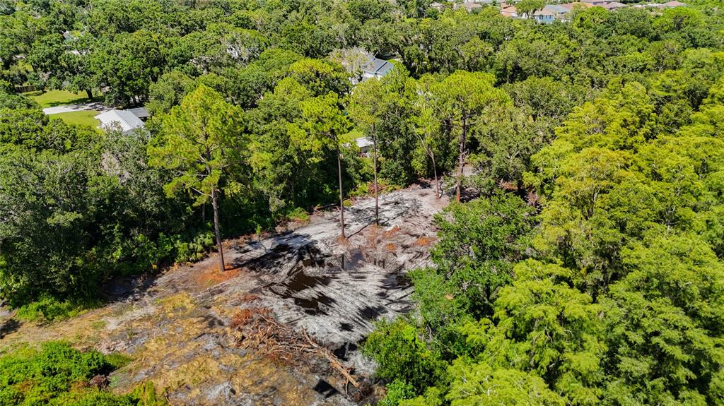 Anno Street Tampa, FL 33625 - Photo 5 of 14 a view of a large yard with lots of bushes