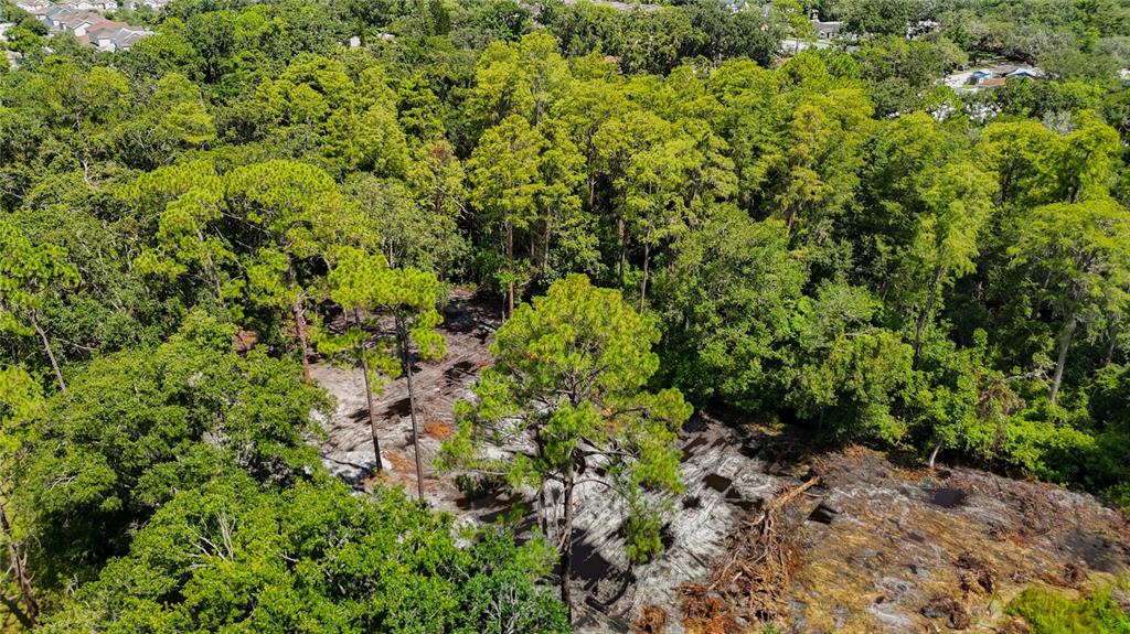 Anno Street Tampa, FL 33625 - Photo 6 of 14 a view of a forest with a tree