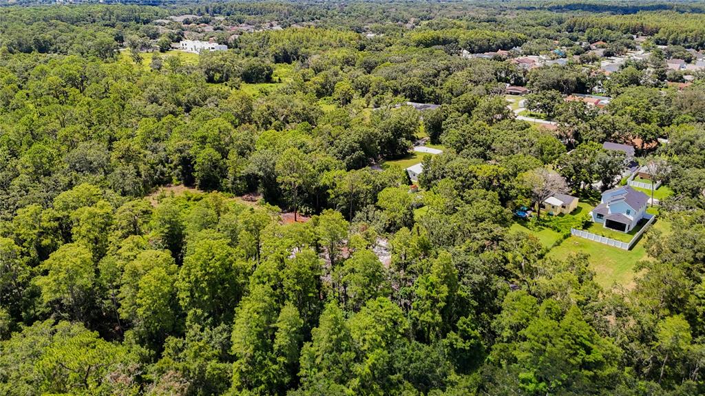 Anno Street Tampa, FL 33625 - Photo 8 of 14 view of a house with a lush green forest