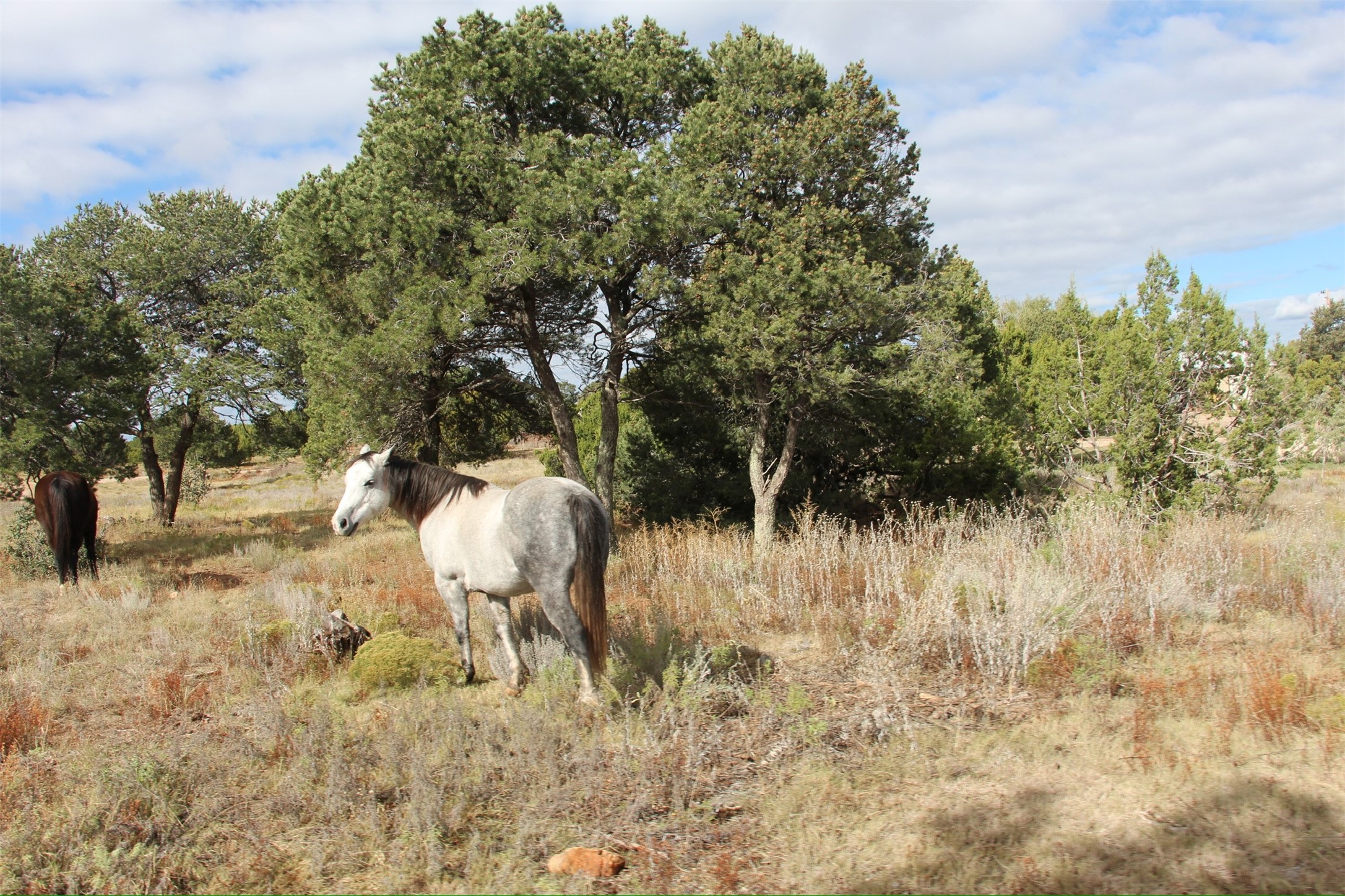 60 Blue Sky Road Las Vegas, NM 87701 - Photo 73 of 92