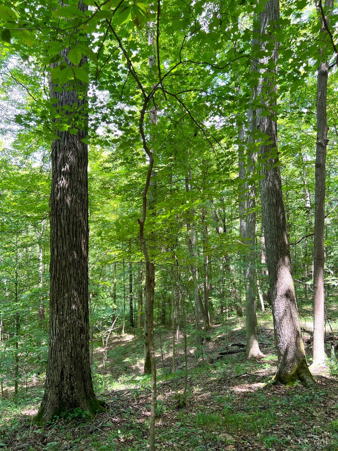 0 South Chenoweth Fork Road Piketon, OH 45661 - Photo 78 of 95