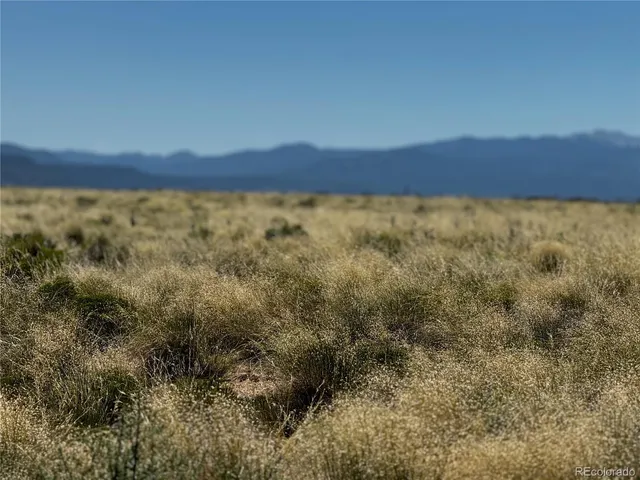 a view of a large trees with lots of bushes