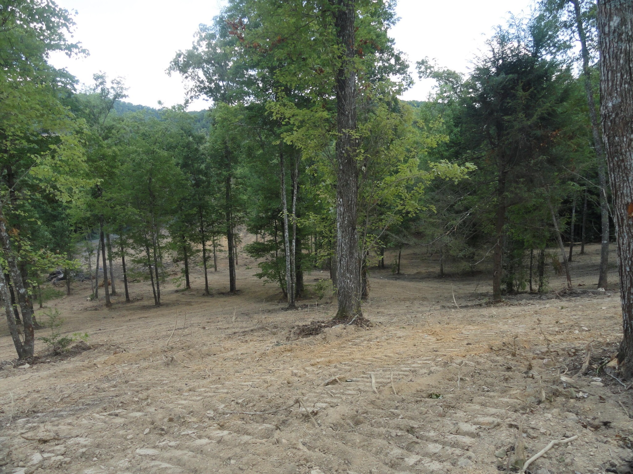 2277 Tellico Reliance Road Reliance, TN 37369 - Photo 25 of 34 a view of a forest with trees in the background