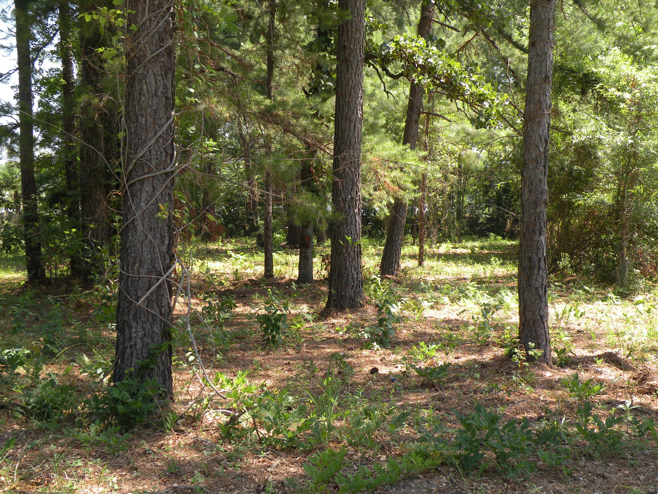 1404 Churchill Road Moncks Corner, SC 29461 - Photo 11 of 12 DSCN9750