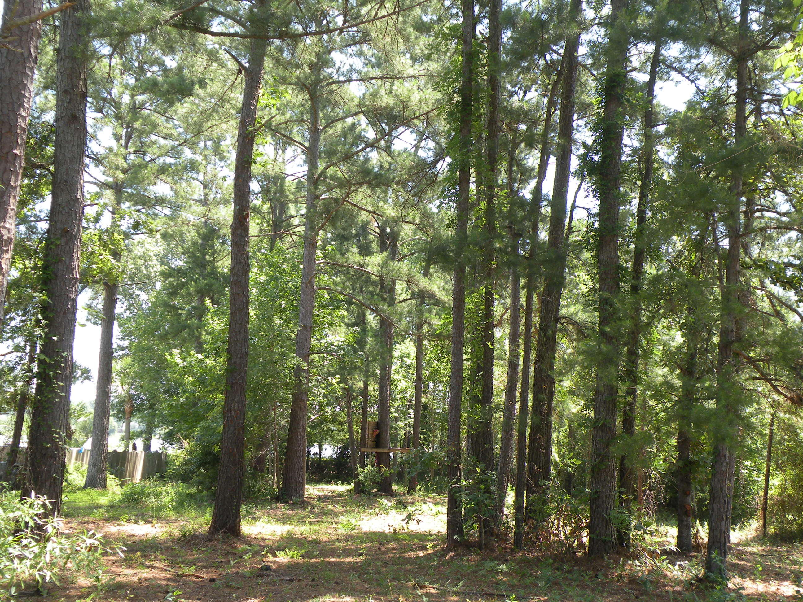 1404 Churchill Road Moncks Corner, SC 29461 - Photo 9 of 12 DSCN9747