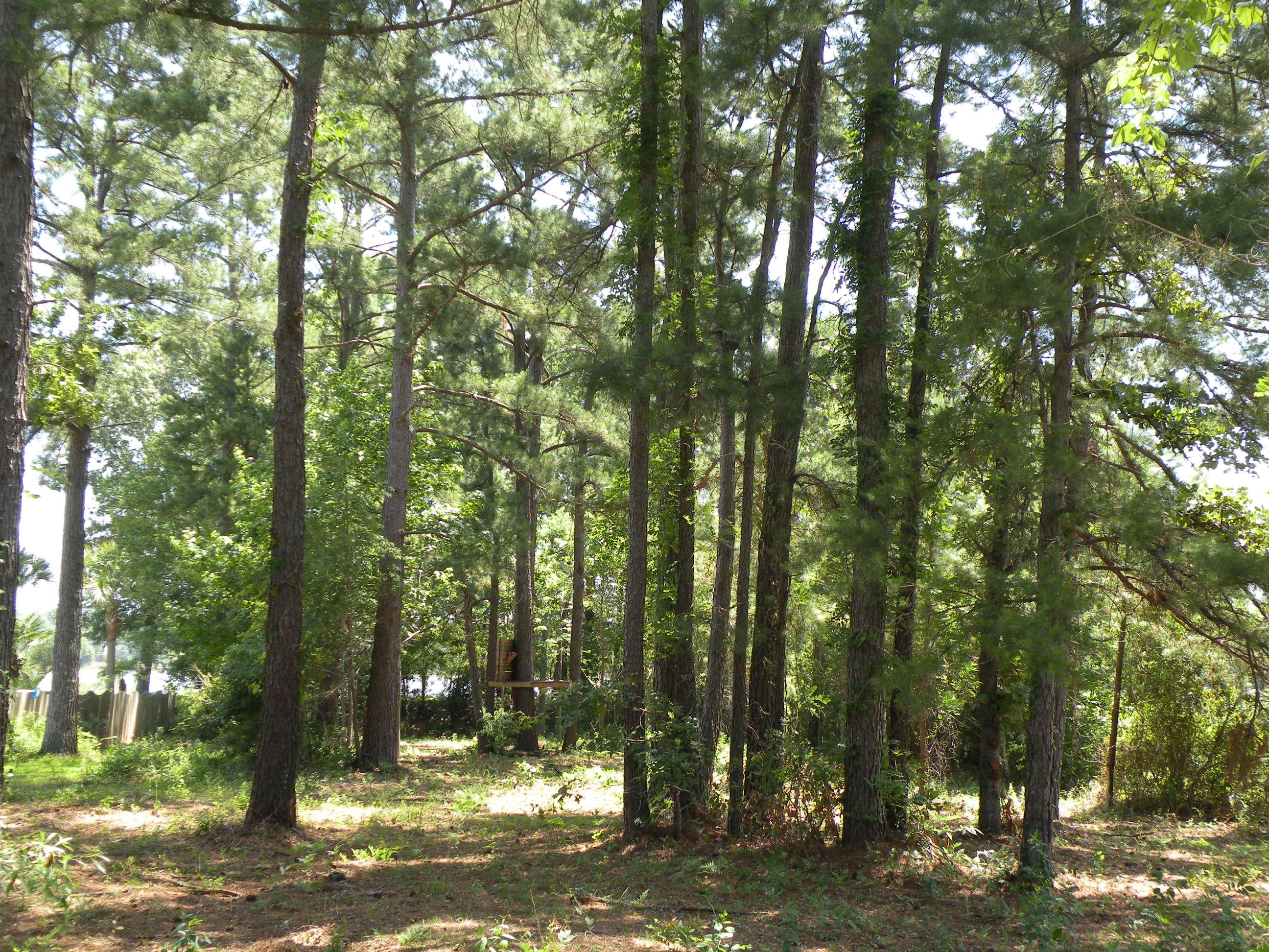 1404 Churchill Road Moncks Corner, SC 29461 - Photo 10 of 12 DSCN9748