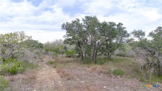 a view of a forest with trees in the background