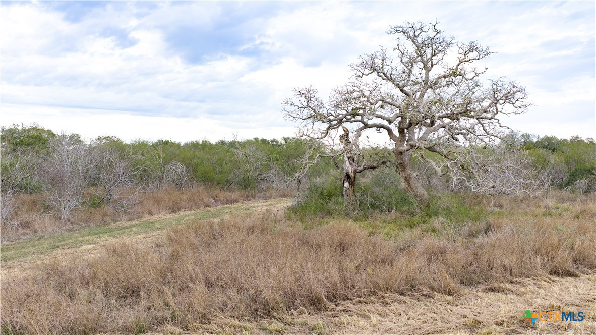 618 McGuill Road Goliad, TX 77963 - Photo 32 of 48 a view of a dry yard with trees