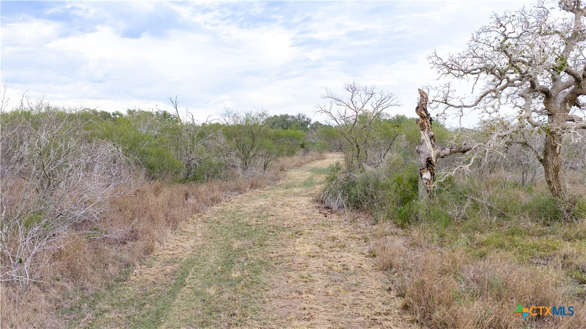 618 McGuill Road Goliad, TX 77963 - Photo 33 of 48 a view of a forest with trees in the background
