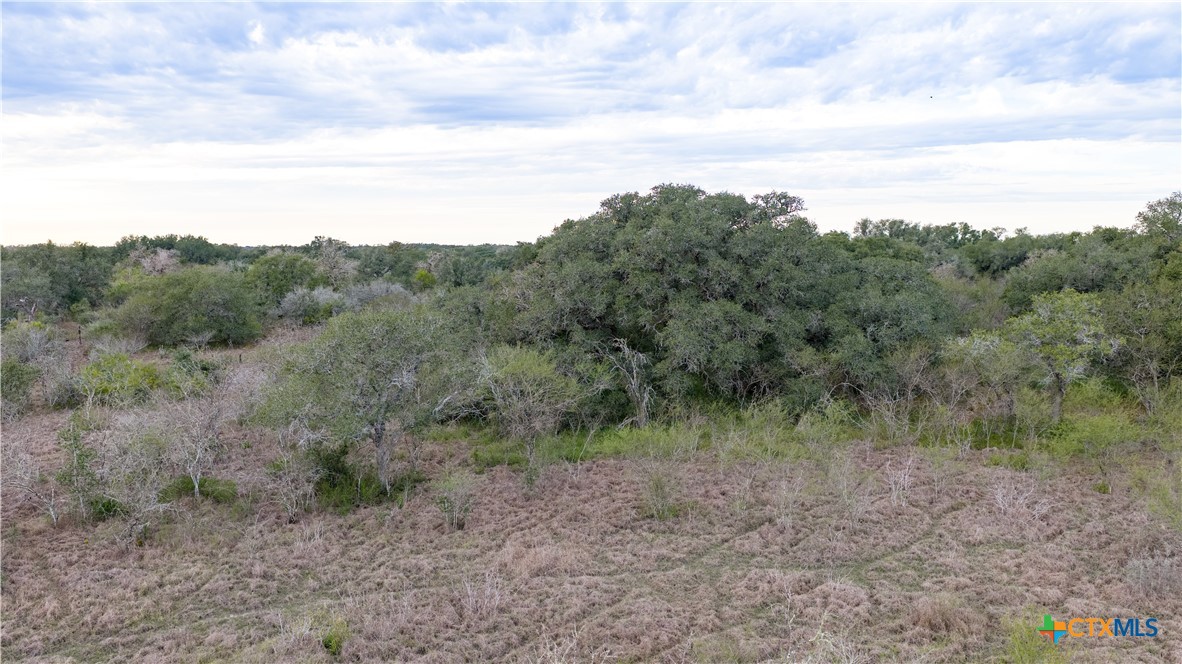 618 McGuill Road Goliad, TX 77963 - Photo 35 of 48 a view of a forest with a tree in the background