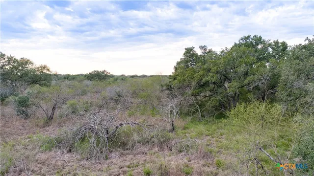 a view of a forest with a tree in the background