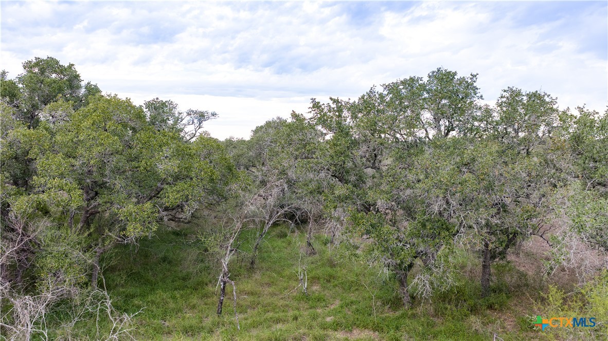 618 McGuill Road Goliad, TX 77963 - Photo 37 of 48 a view of a forest with a tree in the background