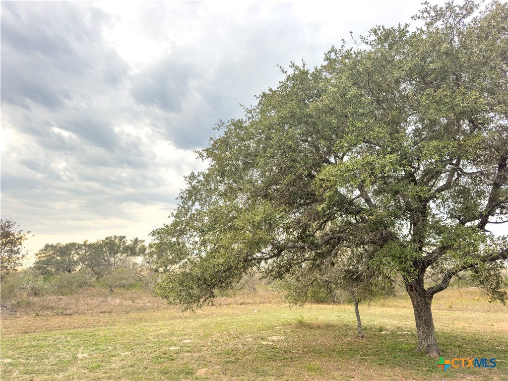 618 McGuill Road Goliad, TX 77963 - Photo 41 of 48 a view of a large trees with lots of trees