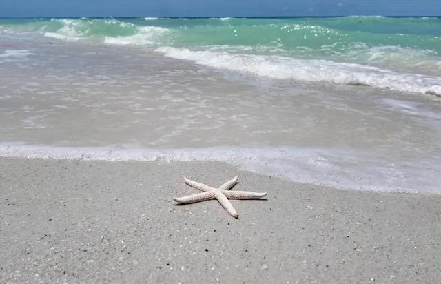 a view of a bunch of flowers in a room