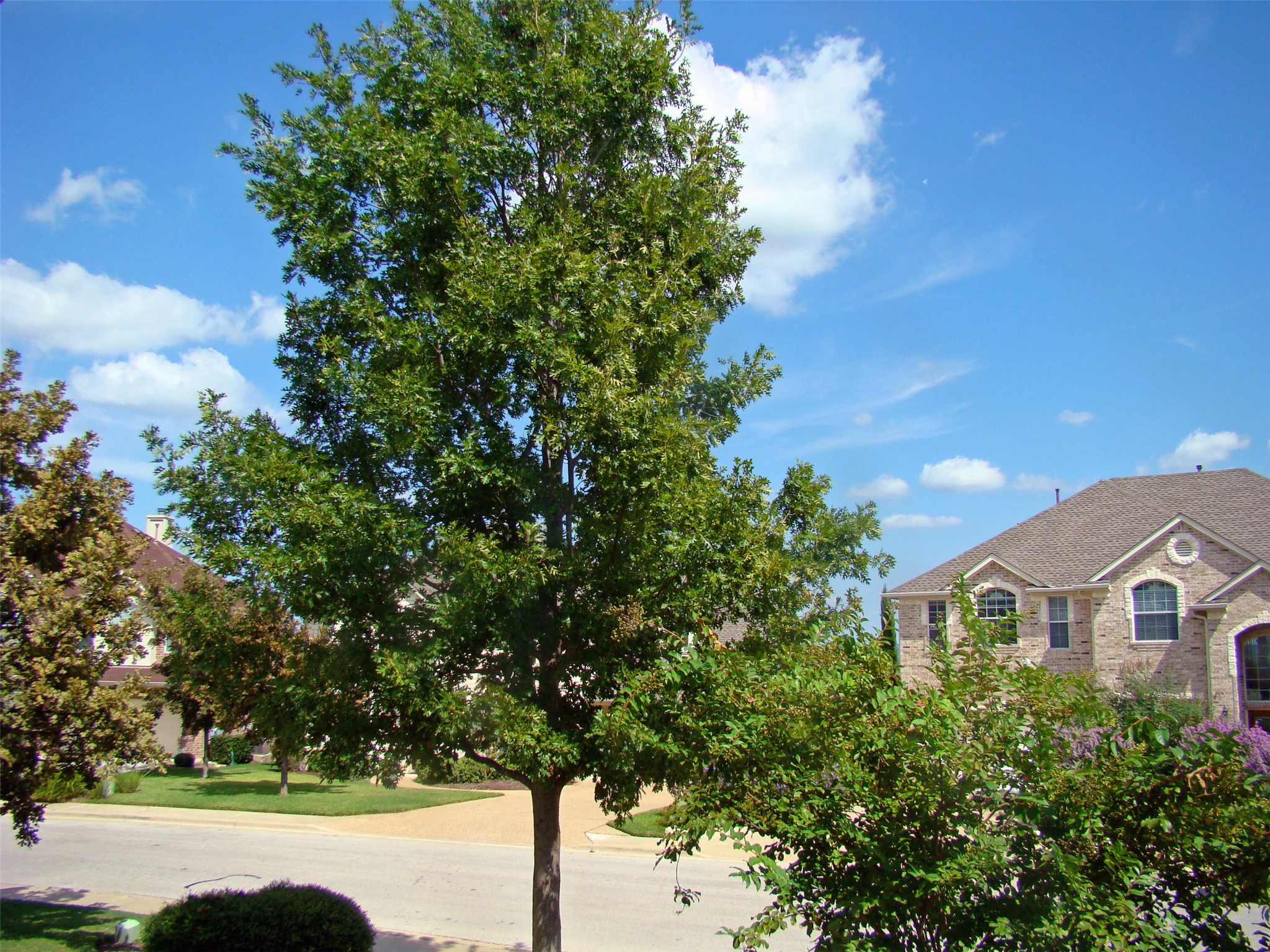 10700 Pointe View Drive Austin, TX 78738 - Photo 2 of 19 a front view of a house with a yard