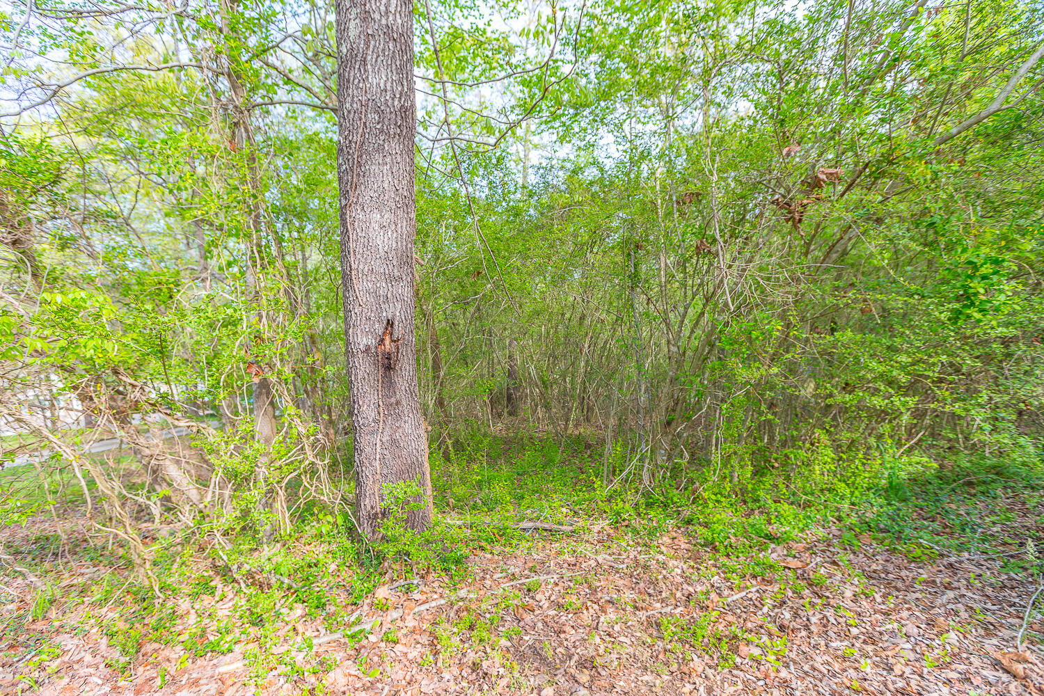 4410 Johnson Road Birchwood, TN 37308 - Photo 6 of 6 4410 Johnson Road HD -6