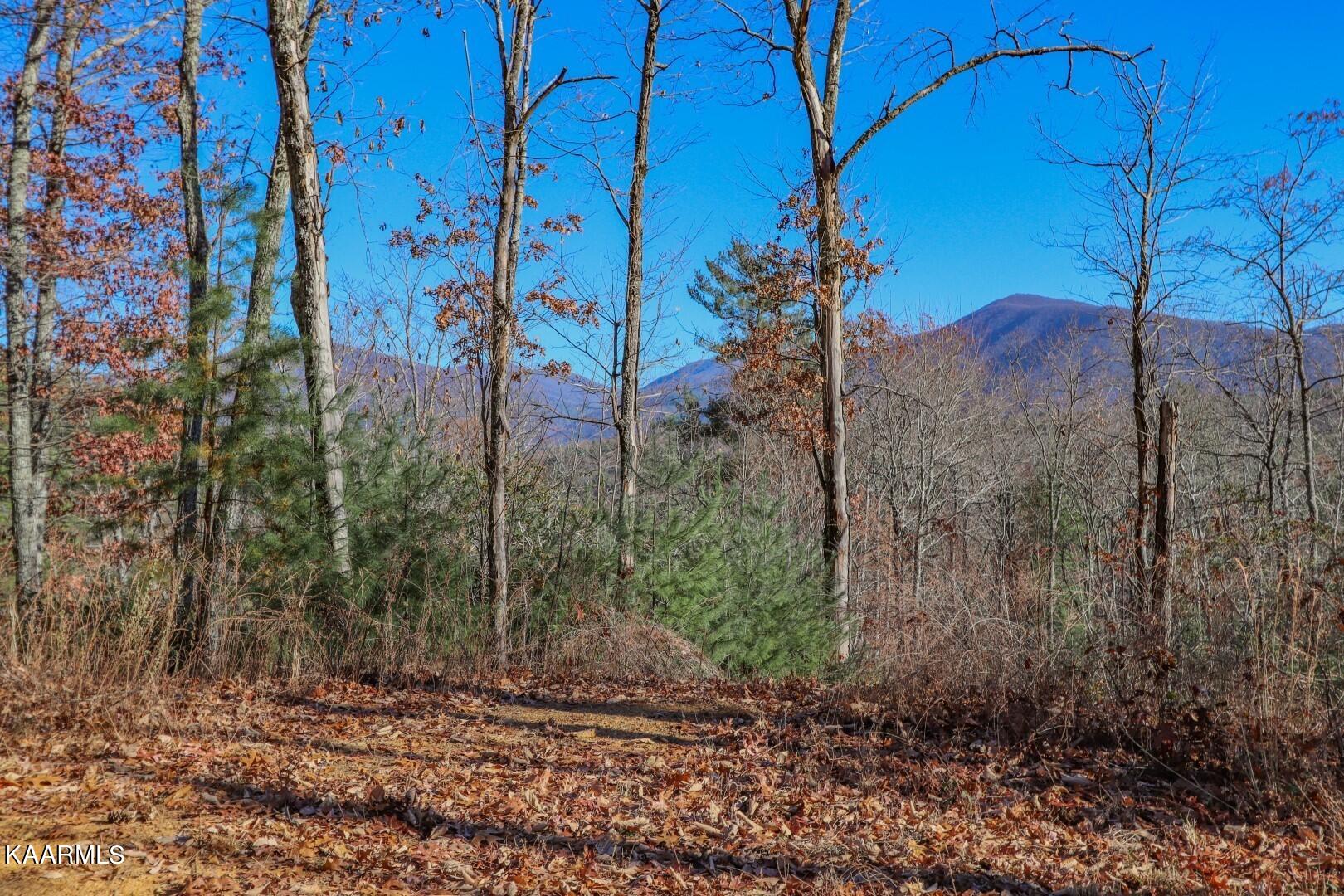 1301 Ridge Hollow Road Del Rio, TN 37727 - Photo 3 of 26 3