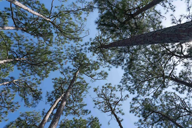 $69,900 | 129 Winding Trail Way, Unit LOT 385 EAST, Sopchoppy, FL 32358