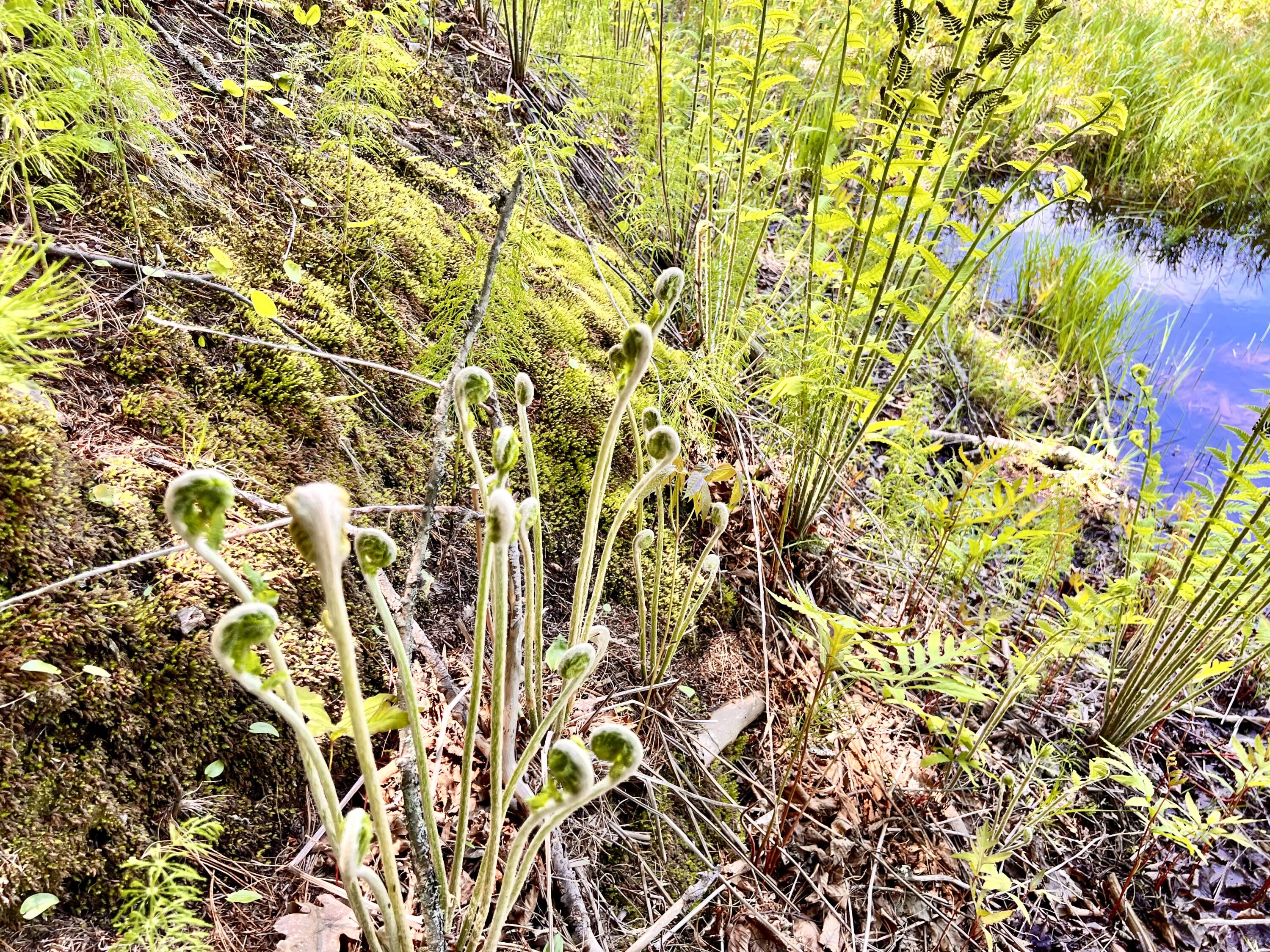 138 Reardon Road Milo, ME 04463 - Photo 120 of 123 Fiddleheads,Deer,Moose,Ducks & More!