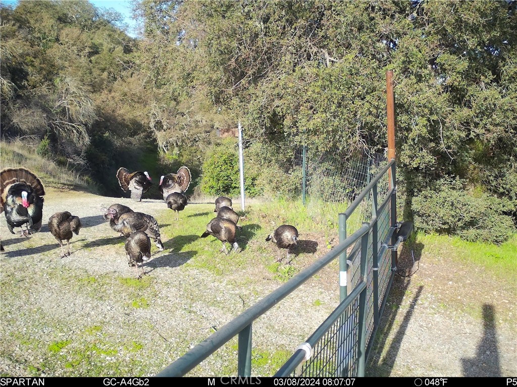 70598 Jolon Road Bradley, CA 93426 - Photo 31 of 43 Turkeys