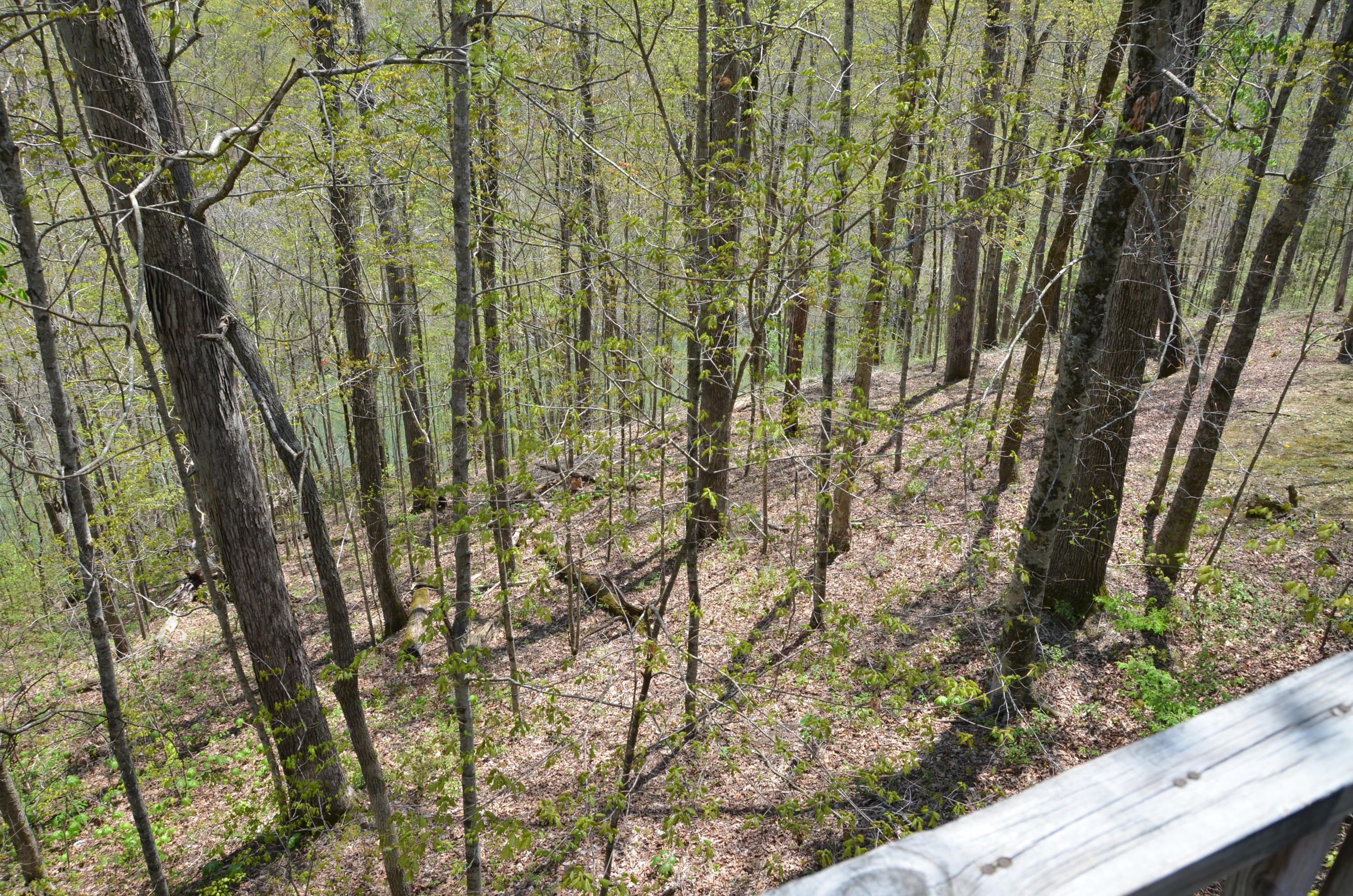 263 Redbud Road Jamestown, KY 42629 - Photo 5 of 23 263 24