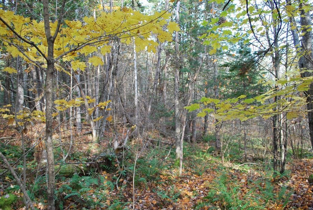 Lot 3 Old County Road Wellington, ME 04942 - Photo 8 of 23 Photo