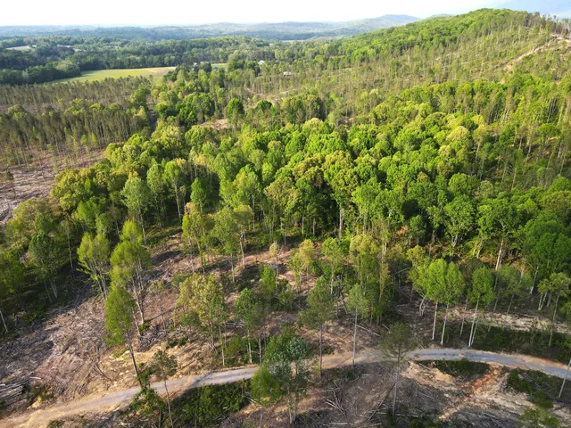 a view of a forest with a lake
