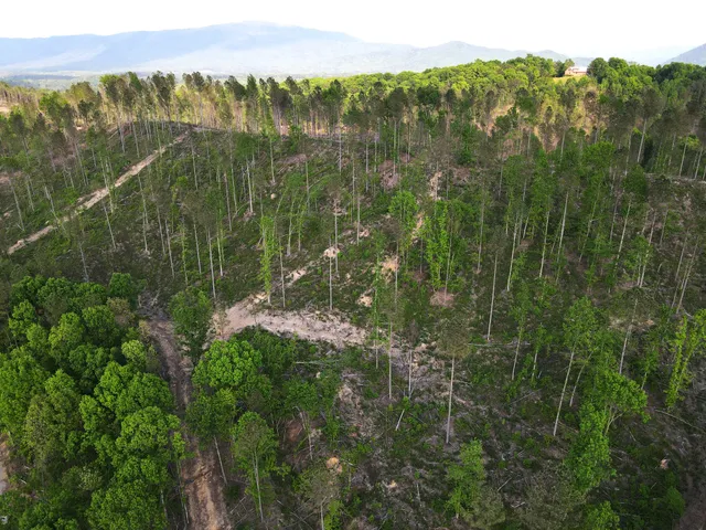 a view of a lush green forest with a mountain