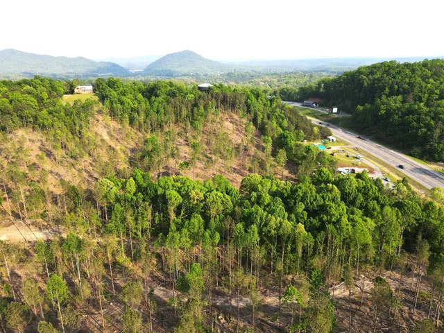 a view of a lush green forest with a mountain