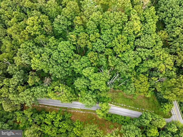 view of a lush green forest with lots of trees