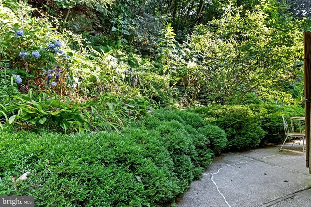 a view of a garden with plants