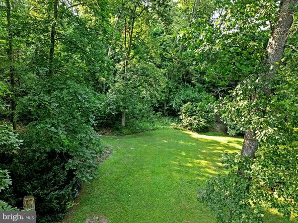 a view of a yard with plants and large trees