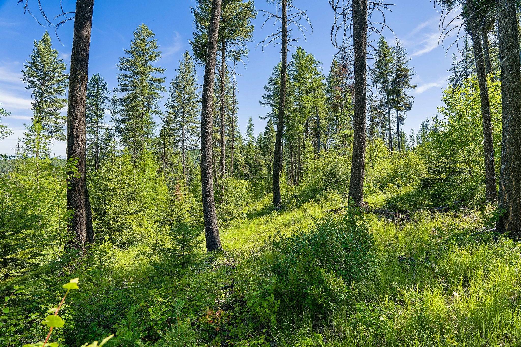 173 Timberjack Trail Bigfork, MT 59911 - Photo 26 of 35 Gallery Image 26