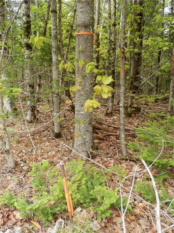 Lot 7 East Bottle Lake Road Springfield, ME 04487 - Photo 12 of 16 Photo
