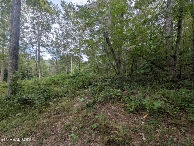 a view of a forest with a trees