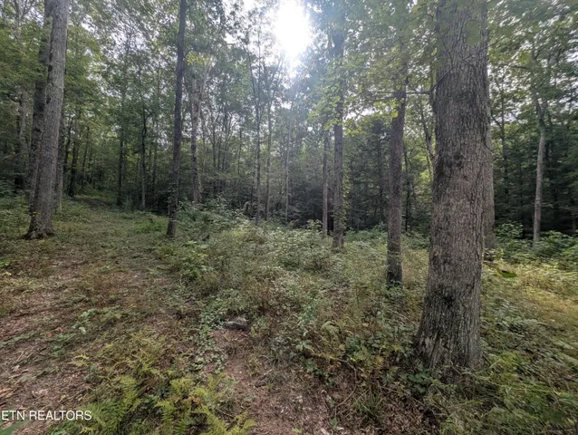a view of a forest with trees in the background