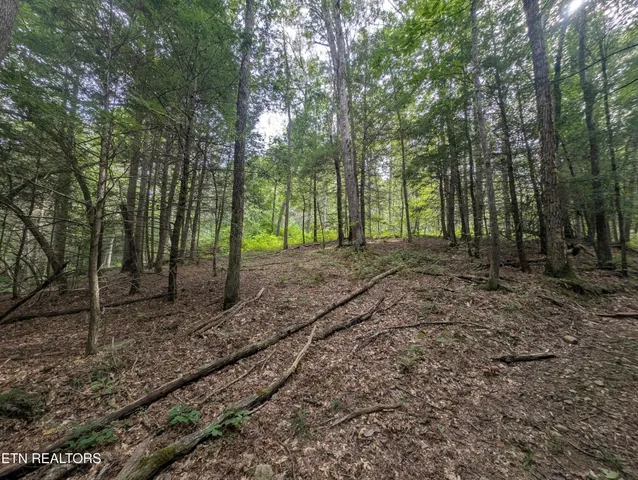 a view of a yard with lots of trees
