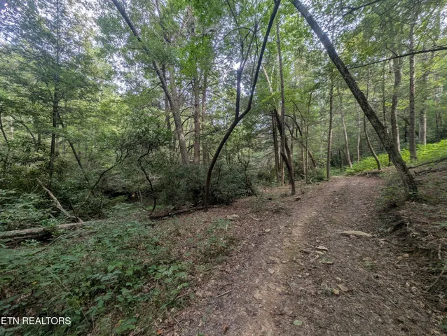 a view of a forest with trees