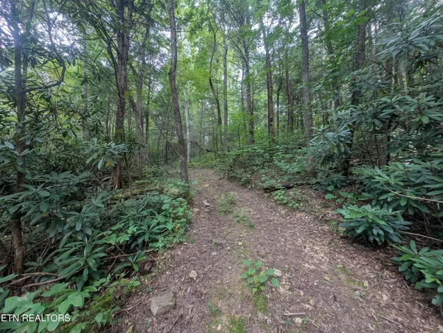 a view of a large yard with lots of green space