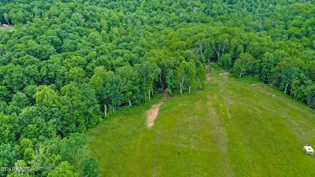 a lush green forest with lots of trees
