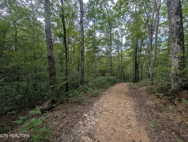 a view of a forest with trees in the background
