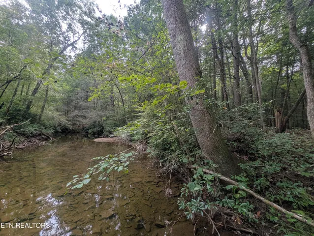 a view of a forest filled with trees