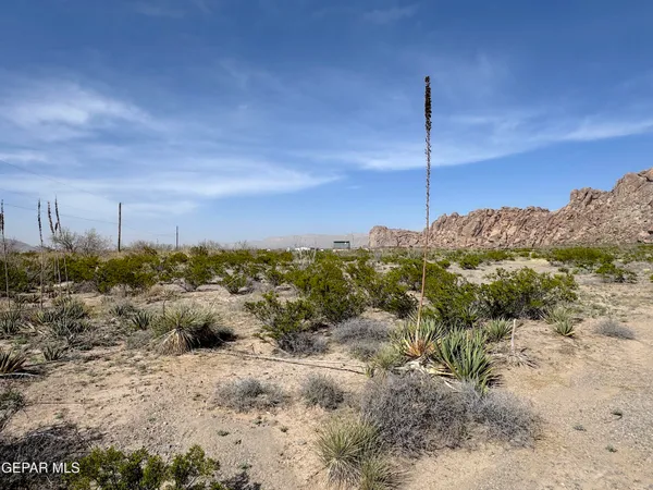a view of a dry yard with trees