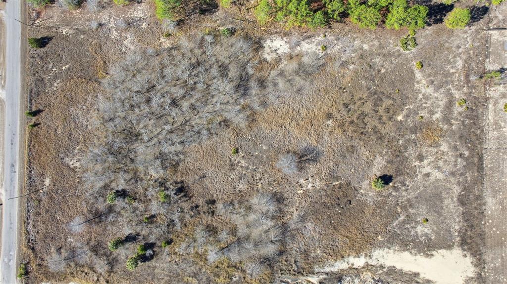 Sweet Gum Road Brooksville, FL 34613 - Photo 13 of 14 a close up of a plant with a plant