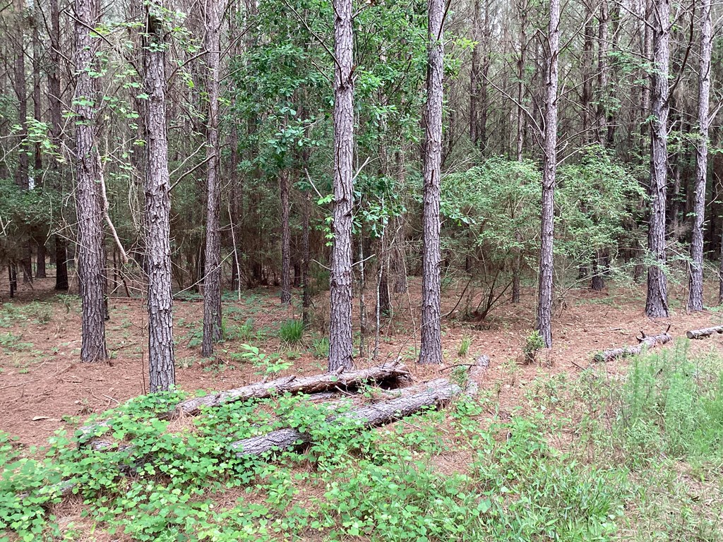1290 Guy Branch Road Cottonwood, AL 36320 - Photo 15 of 20