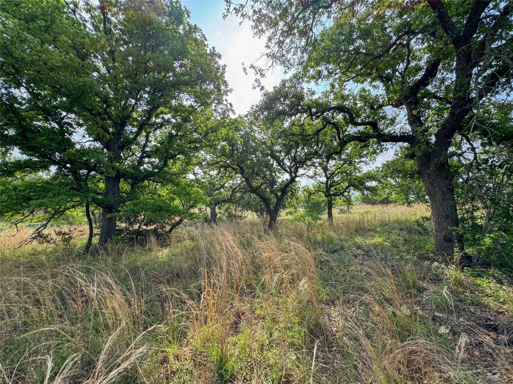 a view of a forest with a tree