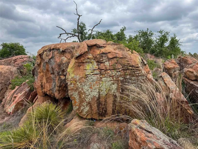 a view of a lush green forest