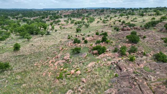a view of a large trees with lots of trees