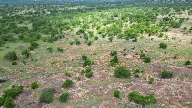 a view of a big yard with plants and large trees