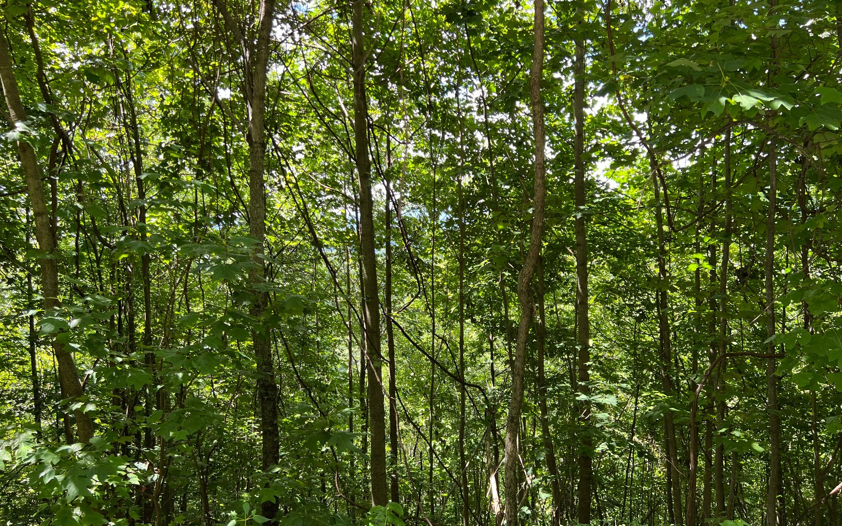 L87 Wolf Mountain Road Murphy, NC 28906 - Photo 18 of 26 Additional View